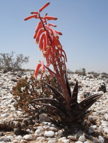 Gonialoe variegata in white pebble land